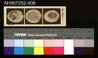 藏品(じをり型學習博物館：卵から鶏まで)的圖片